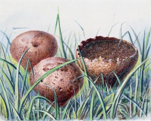 Study of Fungus by Josef Fleischmann